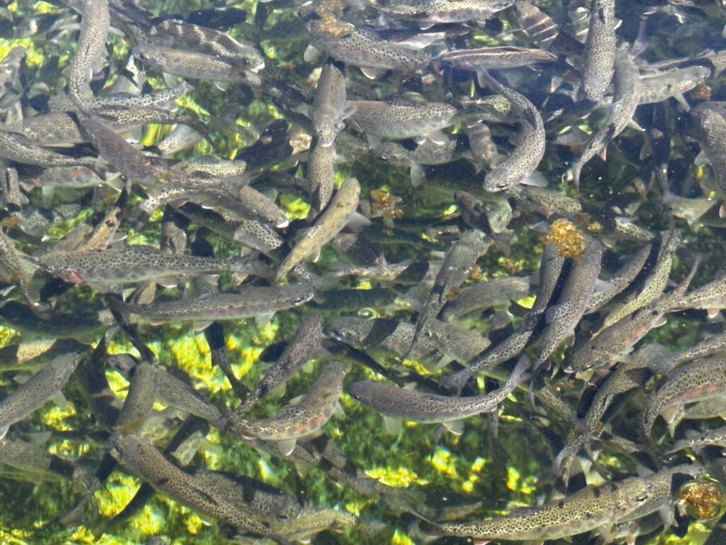 【熊本養魚場のニジマス養殖計画】